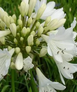 Future Forests Agapanthus Arctic Star More