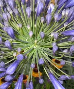 Future Forests More Agapanthus Dr Brouwer