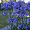 Future Forests More Agapanthus Dr Brouwer