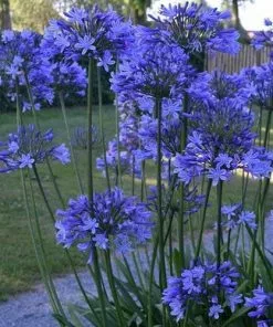 Future Forests More Agapanthus Dr Brouwer