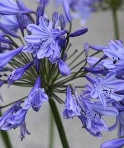 Future Forests More Agapanthus Dr Brouwer