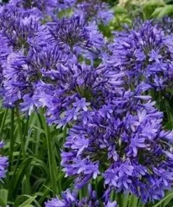 Future Forests More Agapanthus Dr Brouwer