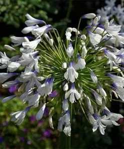 Future Forests Agapanthus Enigma More 7 Future Forests Agapanthus Enigma More