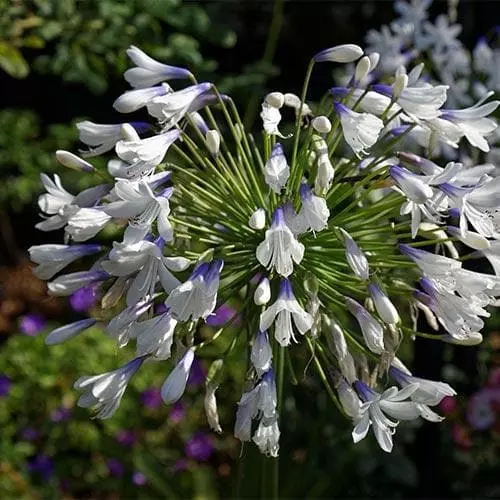 Future Forests Agapanthus Enigma More 4 Future Forests Agapanthus Enigma More