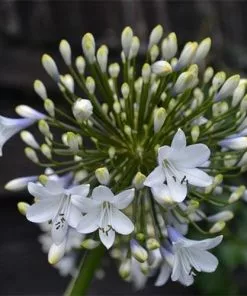 Future Forests Agapanthus Enigma More 9 Future Forests Agapanthus Enigma More