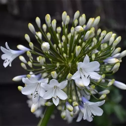 Future Forests Agapanthus Enigma More 6 Future Forests Agapanthus Enigma More