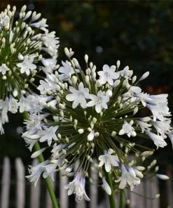 Future Forests Agapanthus Enigma More