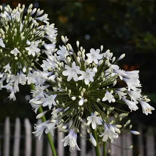 Future Forests Agapanthus Enigma More 3 Future Forests Agapanthus Enigma More