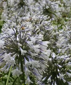 Future Forests Agapanthus Enigma More 8 Future Forests Agapanthus Enigma More