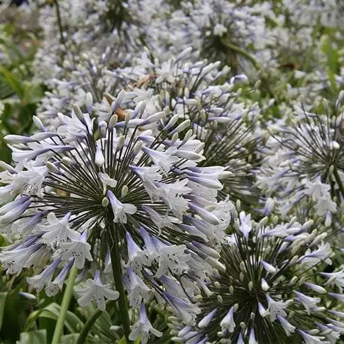 Future Forests Agapanthus Enigma More 5 Future Forests Agapanthus Enigma More