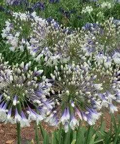 Future Forests Agapanthus Fireworks