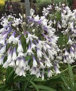 Future Forests Agapanthus Fireworks