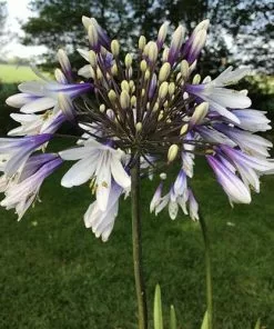 Future Forests Agapanthus Fireworks