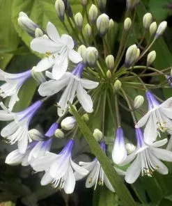 Future Forests Agapanthus Fireworks