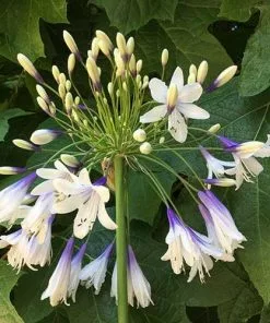 Future Forests Agapanthus Fireworks