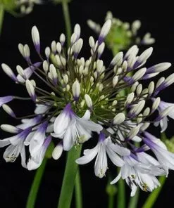 Future Forests Agapanthus Fireworks