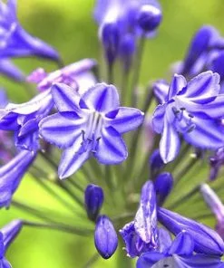 Future Forests Agapanthus Lapis Lazuli 9 Future Forests Agapanthus Lapis Lazuli