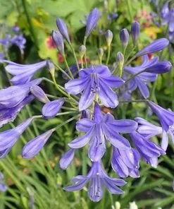 Future Forests Agapanthus Lapis Lazuli 11 Future Forests Agapanthus Lapis Lazuli