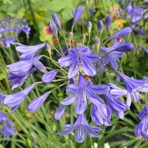 Future Forests Agapanthus Lapis Lazuli 6 Future Forests Agapanthus Lapis Lazuli