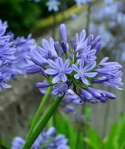 Future Forests Agapanthus Lapis Lazuli 12 Future Forests Agapanthus Lapis Lazuli