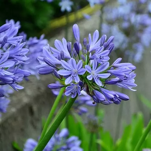 Future Forests Agapanthus Lapis Lazuli 7 Future Forests Agapanthus Lapis Lazuli