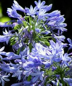 Future Forests Agapanthus Lapis Lazuli