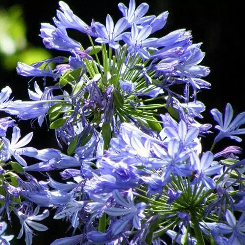 Future Forests Agapanthus Lapis Lazuli 3 Future Forests Agapanthus Lapis Lazuli
