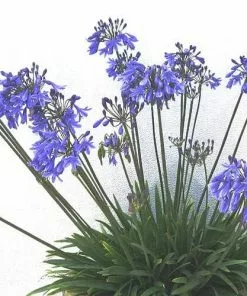 Future Forests Agapanthus Lapis Lazuli 10 Future Forests Agapanthus Lapis Lazuli