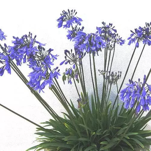 Future Forests Agapanthus Lapis Lazuli 5 Future Forests Agapanthus Lapis Lazuli