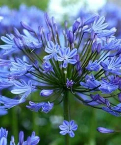 Future Forests Agapanthus Lapis Lazuli 13 Future Forests Agapanthus Lapis Lazuli