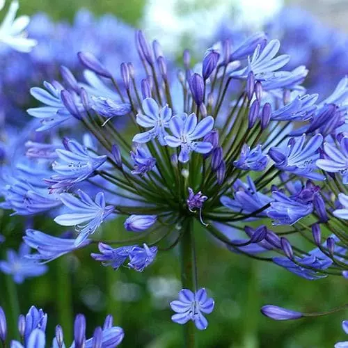 Future Forests Agapanthus Lapis Lazuli 8 Future Forests Agapanthus Lapis Lazuli