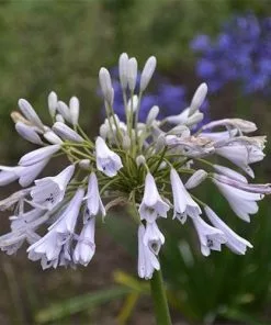 Future Forests More Agapanthus Windsor Grey