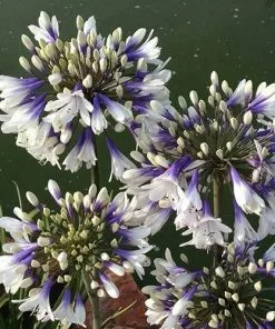 Future Forests More Agapanthus Twister