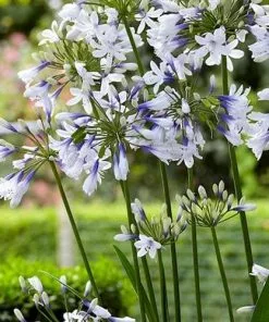 Future Forests More Agapanthus Twister 9 Future Forests More Agapanthus Twister