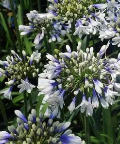 Future Forests More Agapanthus Twister 10 Future Forests More Agapanthus Twister