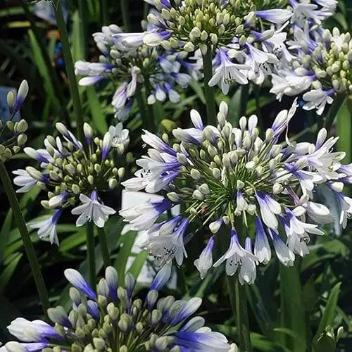 Future Forests More Agapanthus Twister 5 Future Forests More Agapanthus Twister