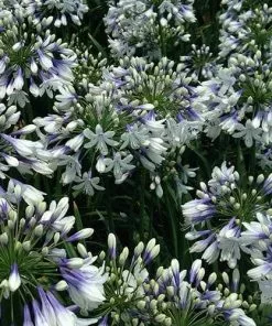 Future Forests More Agapanthus Twister 11 Future Forests More Agapanthus Twister