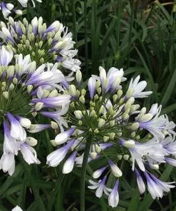 Future Forests More Agapanthus Twister 12 Future Forests More Agapanthus Twister