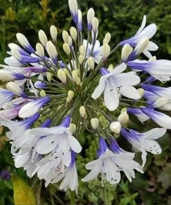 Future Forests More Agapanthus Twister 13 Future Forests More Agapanthus Twister