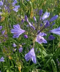 Future Forests Agapanthus Blue Storm