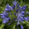 Future Forests Coastal Perennials Agapanthus Brilliant Blue