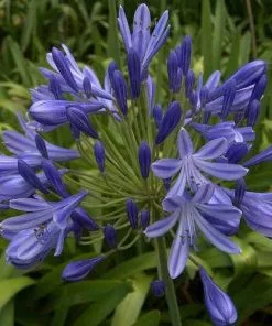 Future Forests Coastal Perennials Agapanthus Brilliant Blue