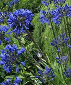 Future Forests Coastal Perennials Agapanthus Brilliant Blue