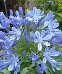 Future Forests Coastal Perennials Agapanthus Blue Umbrella