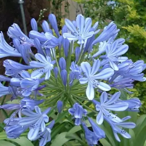 Future Forests Coastal Perennials Agapanthus Blue Umbrella 4 Future Forests Coastal Perennials Agapanthus Blue Umbrella