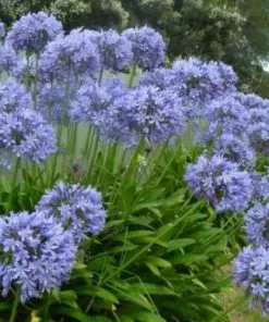 Future Forests Coastal Perennials Agapanthus Blue Umbrella