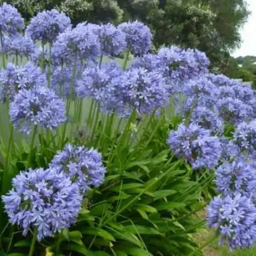 Future Forests Coastal Perennials Agapanthus Blue Umbrella 3 Future Forests Coastal Perennials Agapanthus Blue Umbrella