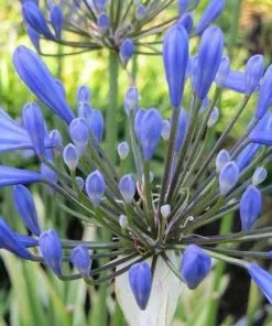 Future Forests More Agapanthus Praecox Queen Anne