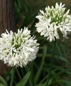 Future Forests Agapanthus Umbullatus Albus