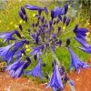 Future Forests Coastal Perennials Agapanthus Umbellatus Blue